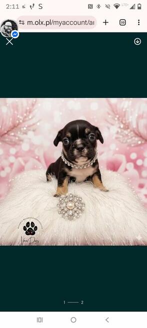 Cudowne maluchy buldożki