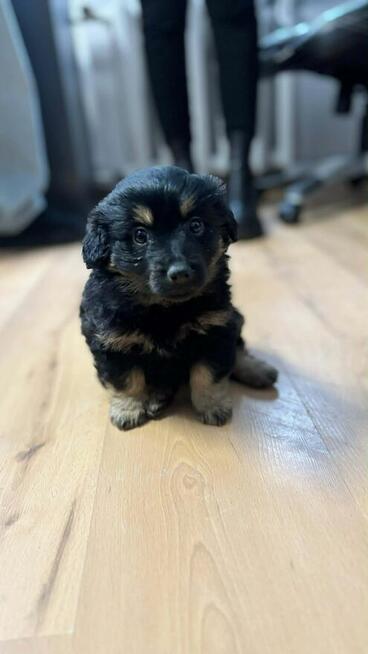 Lulu pilnie szuka domu tymczasowego/stałego!