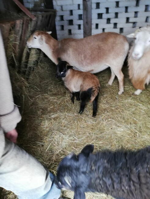 Sprzedam owce / baranki kameruńskie