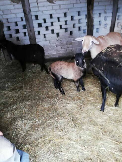 Sprzedam owce / baranki kameruńskie