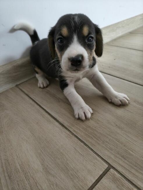 Psy bigle do adopcji