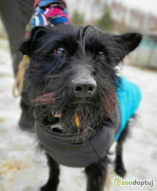 MORUSEK - cudny psiak w typie sznaucera szuka domu