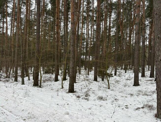 Wyjątkowa działka 8900 m² z własnym lasem nad Bugiem