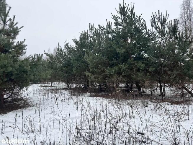 Pilnie! Działka 1000 m² w spokojnej okolicy (do negocjacji)