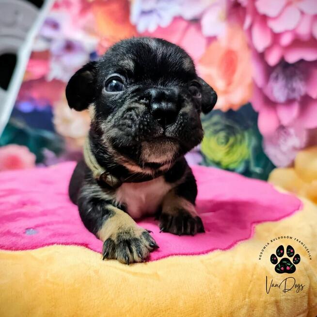 Cudowne maluchy buldożki