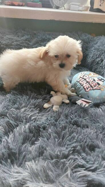 Śliczne szczeniaki Maltipoo oklice Warszawy