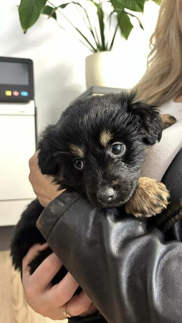 Lulu pilnie szuka domu tymczasowego/stałego!