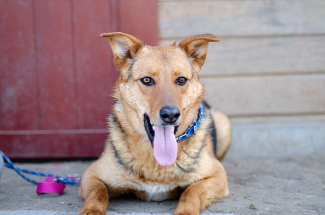 Bobi - młody, przyjazny psiak szuka domu!