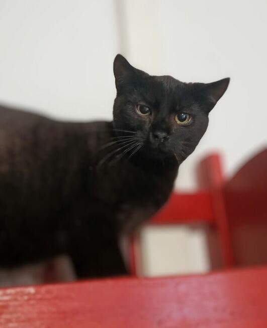 Koks - czarny kot co przynosi szczęście