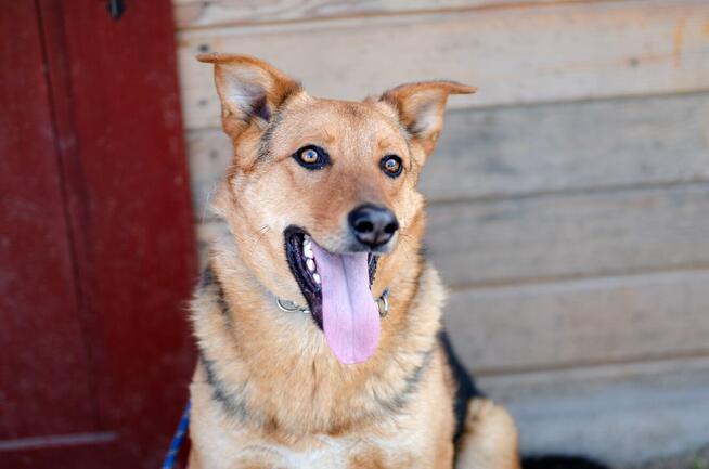 Bobi - młody, przyjazny psiak szuka domu!