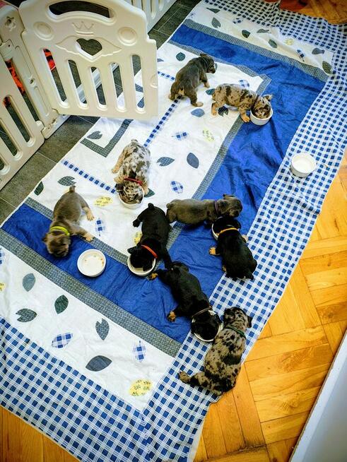 Cudowne maluchy buldożki