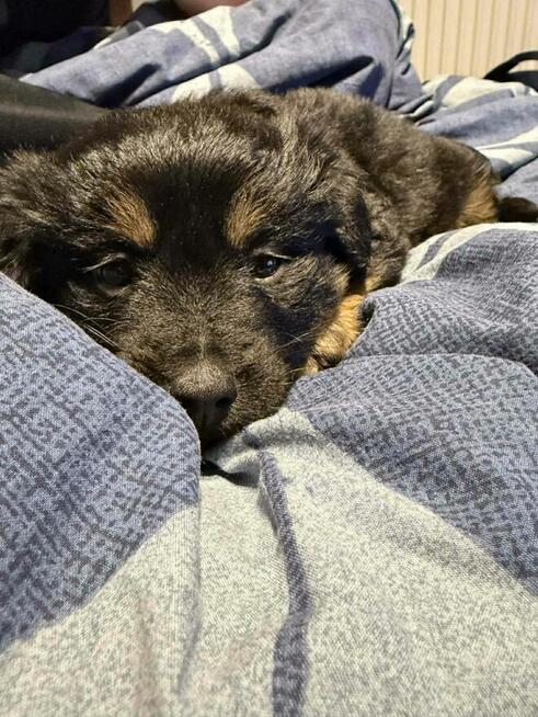 Lulu pilnie szuka domu tymczasowego/stałego!