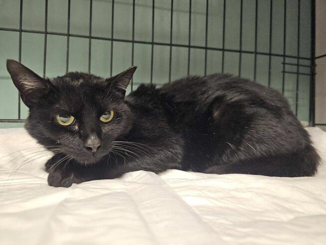 Przemiłe koteczki z Piaseczna