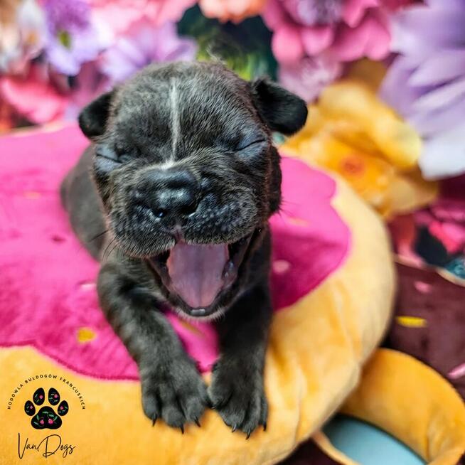 Cudowne maluchy buldożki