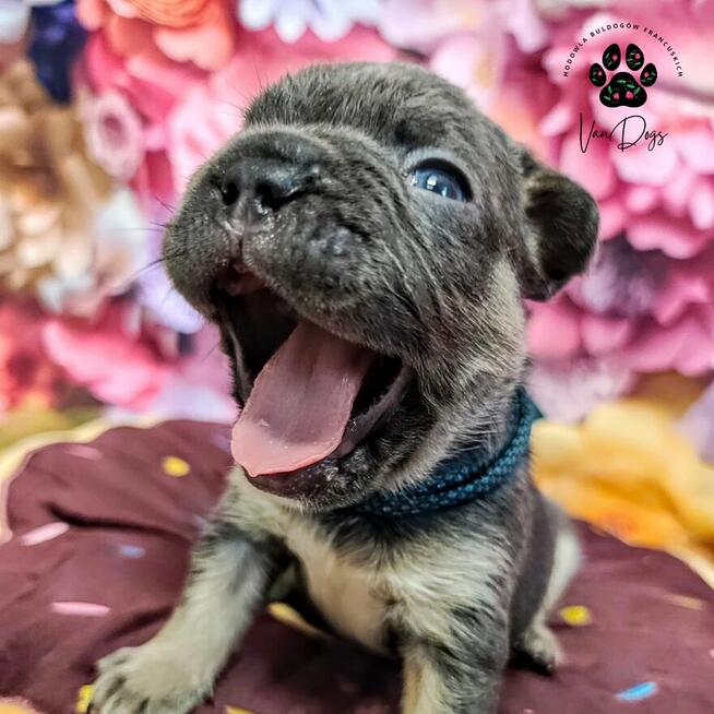 Cudowne maluchy buldożki