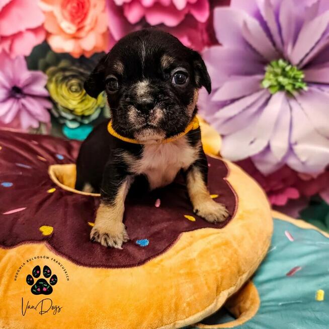 Cudowne maluchy buldożki