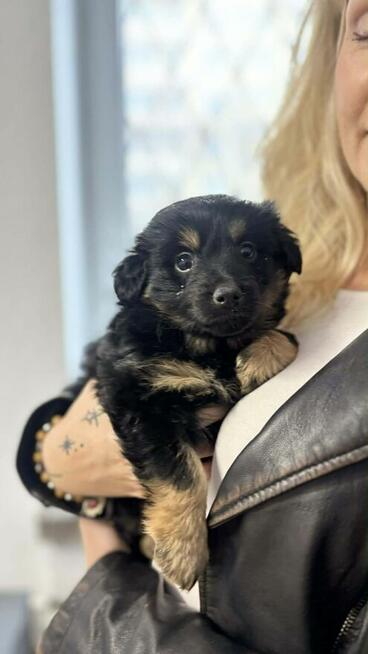 Lulu pilnie szuka domu tymczasowego/stałego!