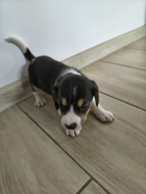 Psy bigle do adopcji