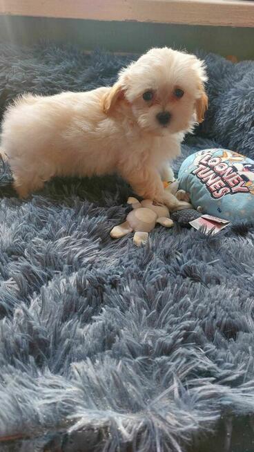 Śliczne szczeniaki Maltipoo oklice Warszawy