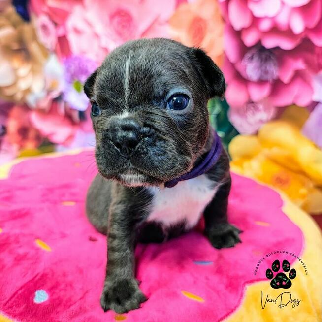 Cudowne maluchy buldożki