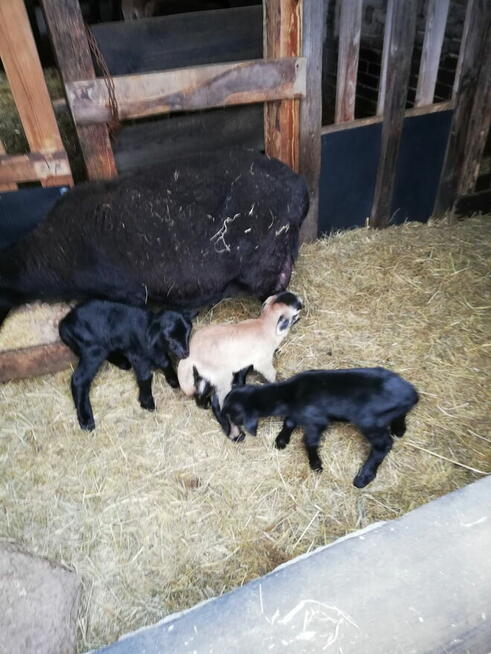 Sprzedam owce / baranki kameruńskie