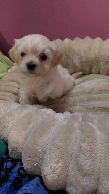 Śliczne szczeniaki Maltipoo oklice Warszawy