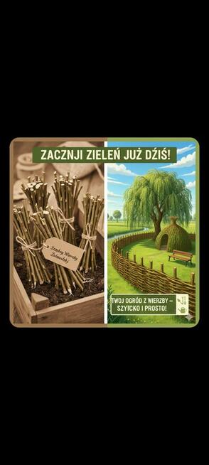 Wierzba - sadzonki - sztobry