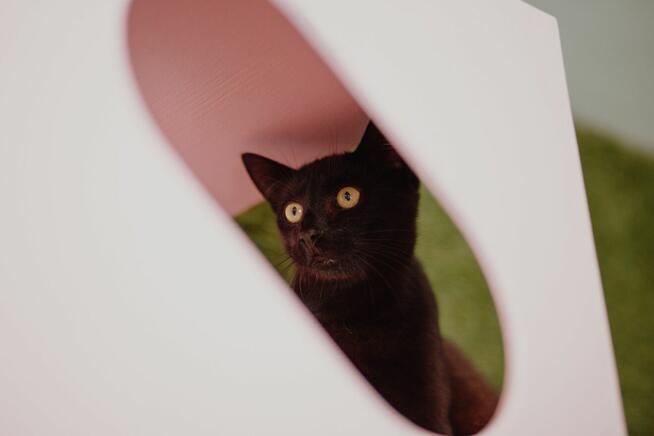 Koks - czarny kot co przynosi szczęście