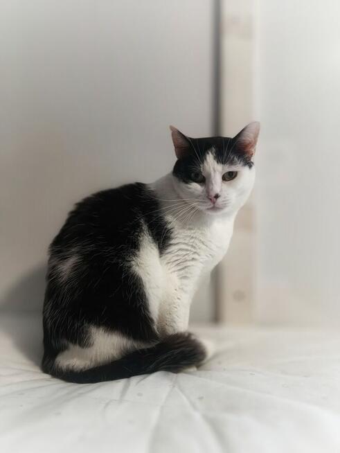 Drucik - spokojny, łagodny kotek szuka domu!