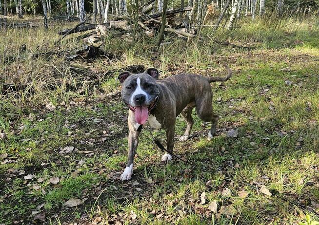 Lusia w typie amstaffa szuka domu!