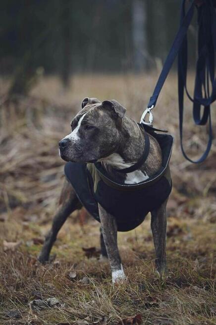 Lusia w typie amstaffa szuka domu!