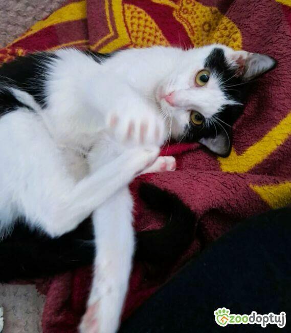 PIANKA - super kicia szuka domu