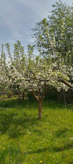 Sprzedam prawa do działki ROD Relax Białystok, 400 m2