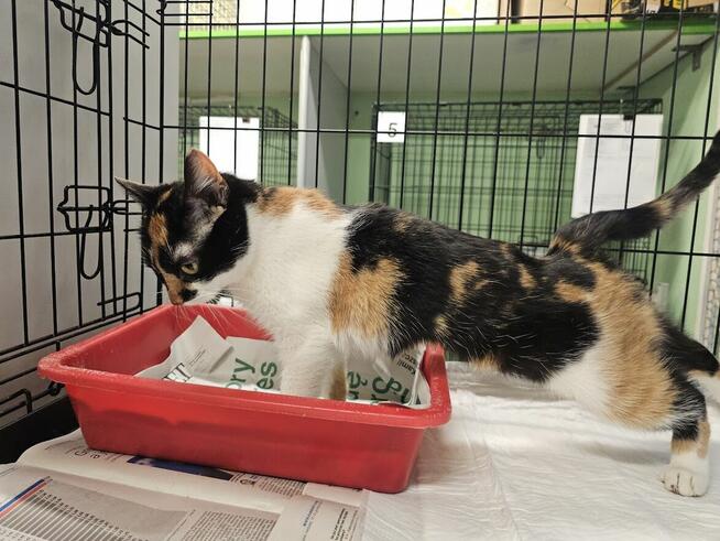 PIękna koteczka szuka kochającego domu B13/088