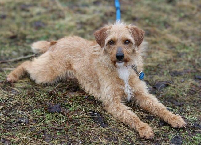 Młody uroczy psiak Budyń