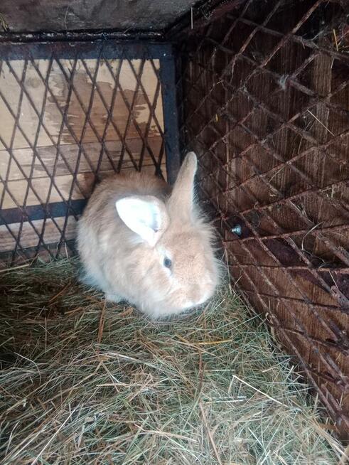 Sprzedam piękne zdrowe kroliki