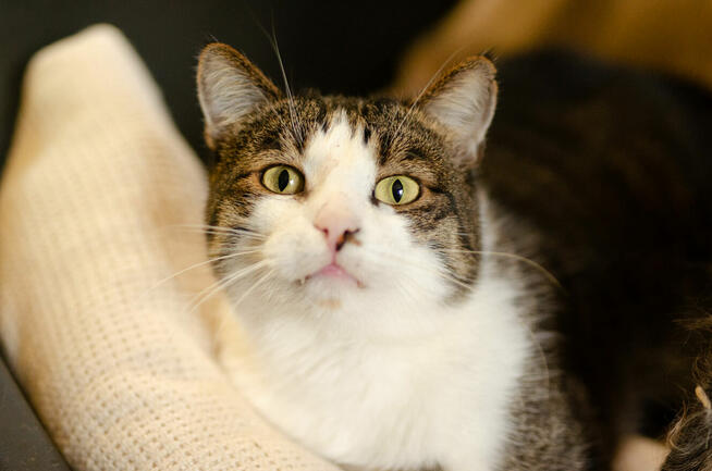 Kibo - roztopi nawet najtwardsze serca!