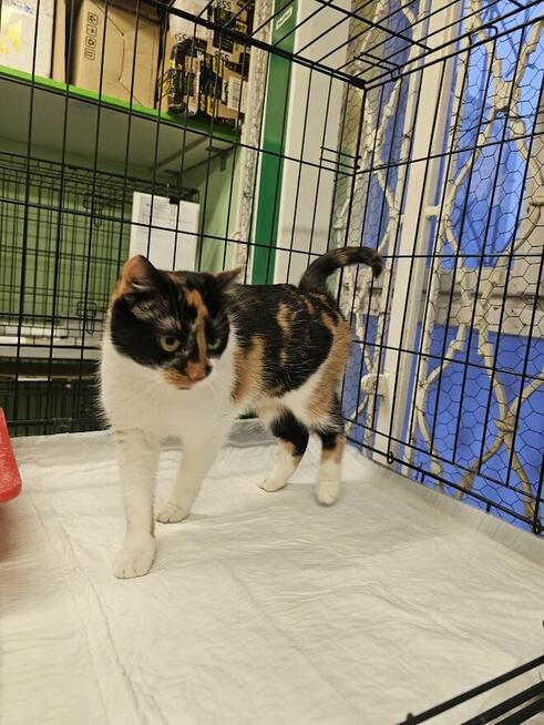 PIękna koteczka szuka kochającego domu B13/088