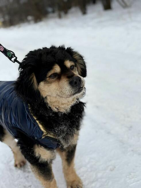 Banan - cudowny psiak uratowany z łańcucha