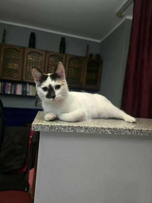 Szanprata - młoda, łagodna i miziasta kotka