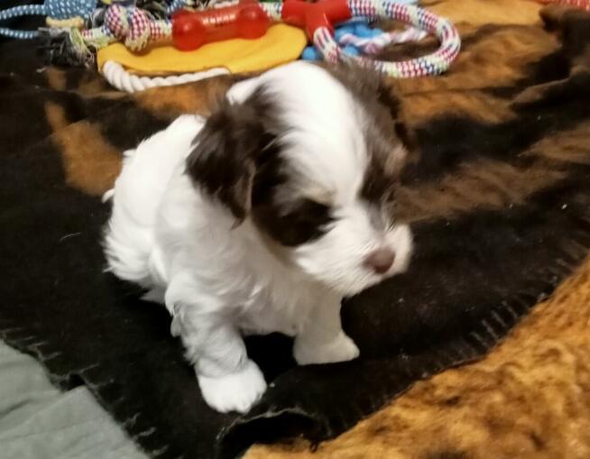 Szczenięta Yorkshire terrier biewer