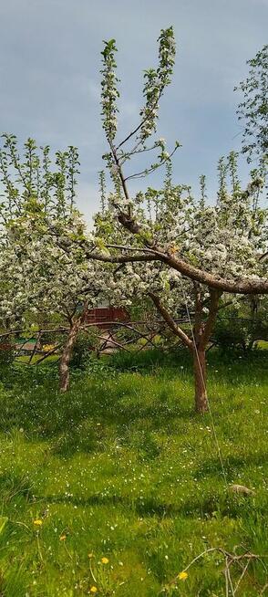Sprzedam prawa do działki ROD Relax Białystok, 400 m2