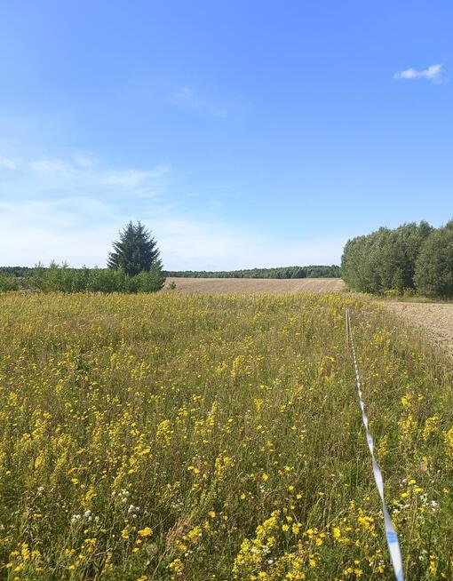 Mazurska sielanka – Działka -Warunki Zabudowy | Jezioro 1.8 km /Ostrowite