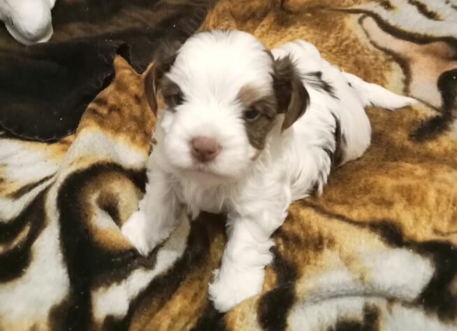 Szczenięta Yorkshire terrier biewer