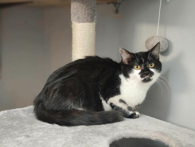 10-miesięczna kotka Izumi