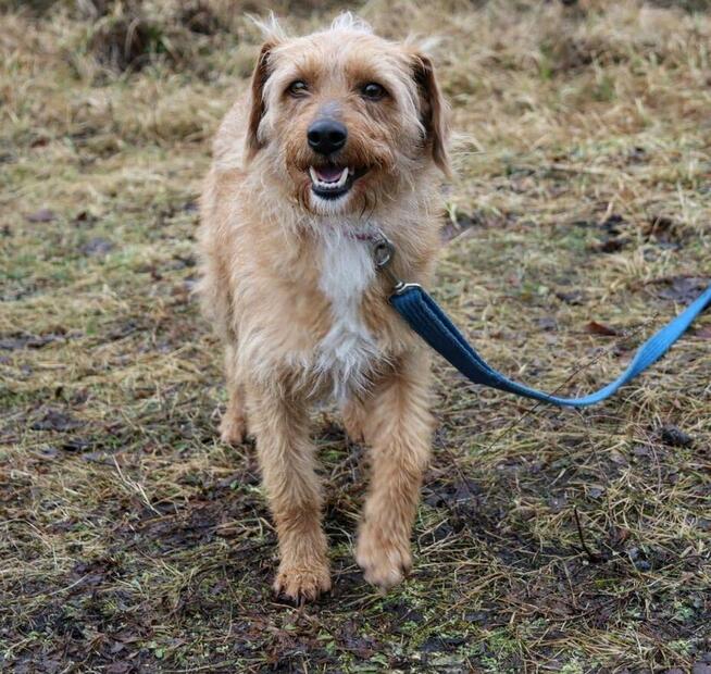 Młody uroczy psiak Budyń