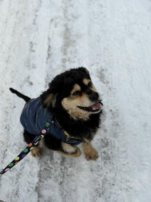 Banan - cudowny psiak uratowany z łańcucha