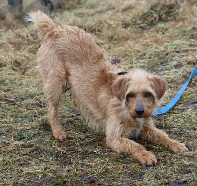Młody uroczy psiak Budyń