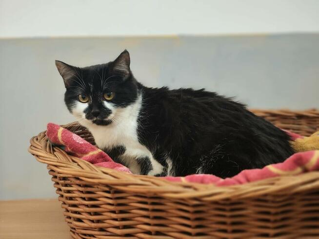 10-miesięczna kotka Izumi