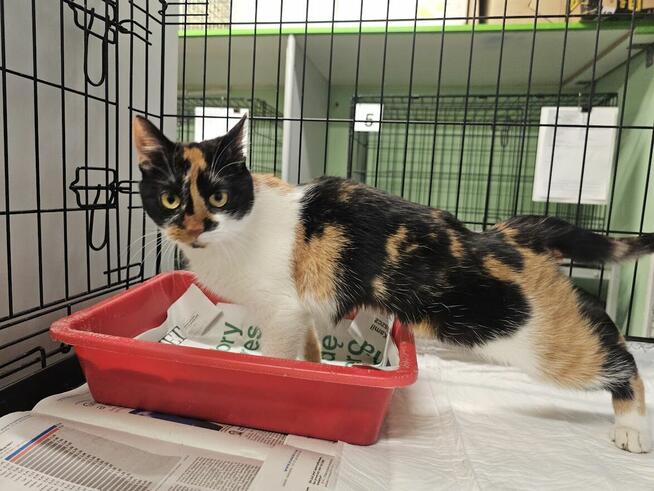 PIękna koteczka szuka kochającego domu B13/088